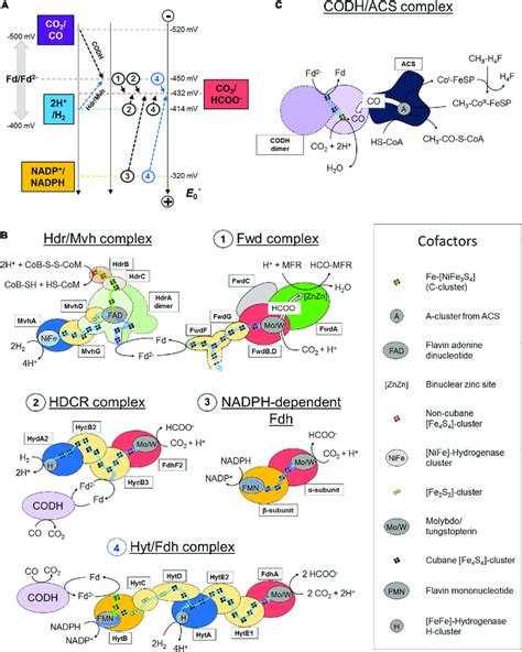 Co 2 Activation Strategies In Hydrogenotrophic Methanogens And Download Scientific Diagram