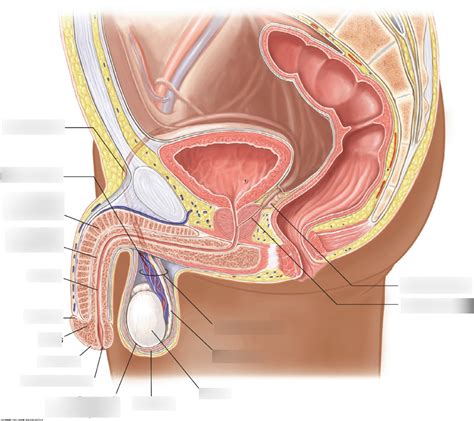 Male Gu Anatomy Diagram Quizlet