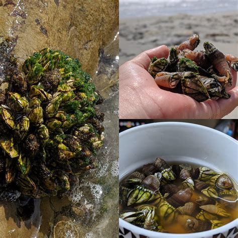 These Are Japanese Goose Barnacles The Taste And Texture Is Very