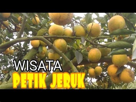 WISATA PETIK JERUK Desa Wisata Selorejo Kec Dau Kab Malang YouTube