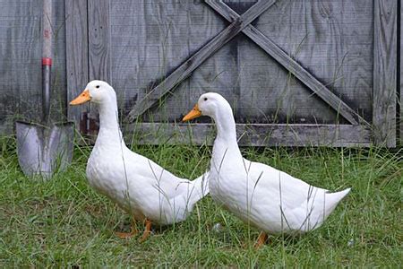 Heritage Breed Spotlight: White Pekin Duck - Cackle Hatchery