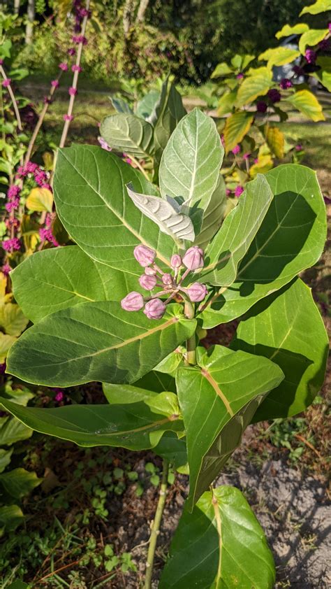 giant milkweed : Avant Gardens