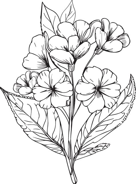 primrose line drawings, hand-painted primrose wall art, Primula