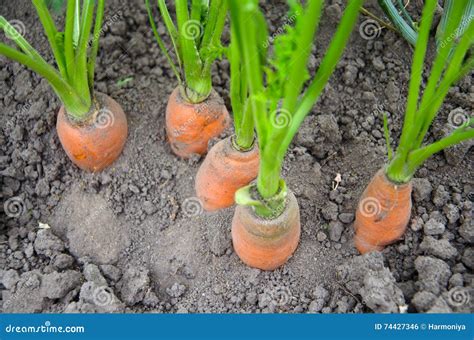 Organic Carrots Carrot Growing Stock Photo Image Of Harvest