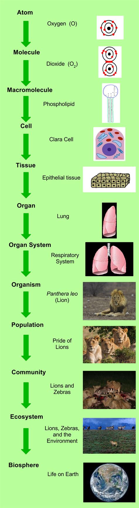 23 A Cell Is The Smallest Unit Of Life Environmental Biology