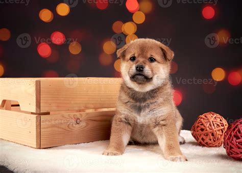 A Red Shiba Inu Puppy Sits Next To A Wooden Box On A Colorful Bokeh