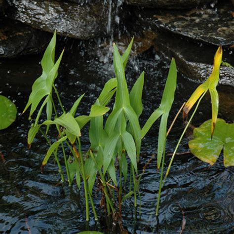 Broadleaf Arrowhead Buchanan S Native Plants