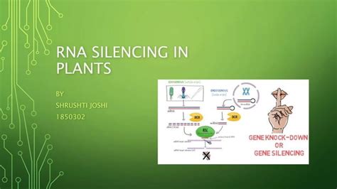 Rna Silencing In Plants Ppt