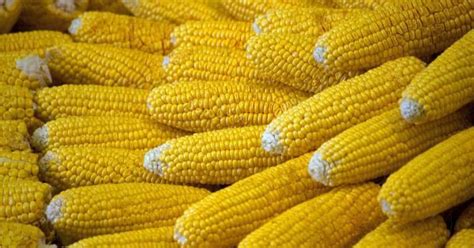 New Genetically Engineered Corn Could Revolutionize Our Agriculture Corn Genetics Agriculture