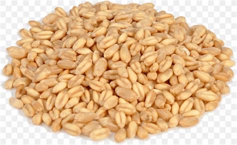 Caryopsis Emmer Durum Khorasan Wheat Cereal, PNG, 1500x920px, Durum ...