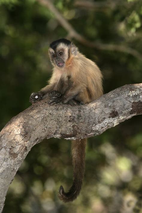 Brown Capuchin Or Black Striped Capuchin Or Bearded Capuchin Cebus