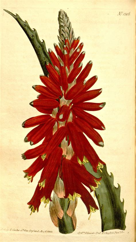 Aloe Arborescens V 31 32 1810 Curtis S Botanical Magazine