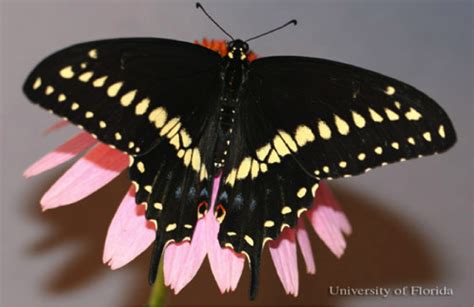 Life Cycle Of The Black Swallowtail Butterfly Papilio Polyxenes Manitoba Master Gardener