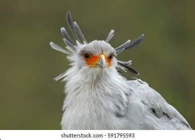 Secretary Bird Sagittarius Serpentarius Portrait Nice Stock Photo