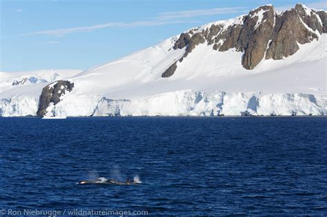 Type B Killer Whale Photos By Ron Niebrugge