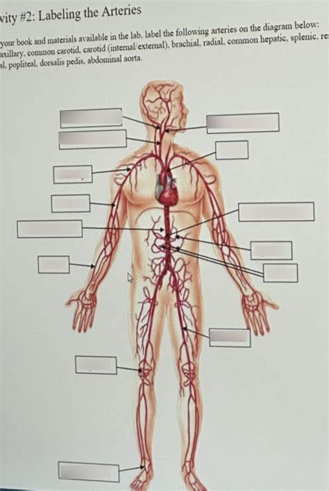 Labelling Arteries Lab Exam 1 Diagram Quizlet