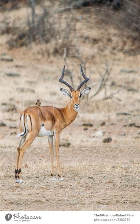 Gazelles With Bird On Their Back A Royalty Free Stock Photo From