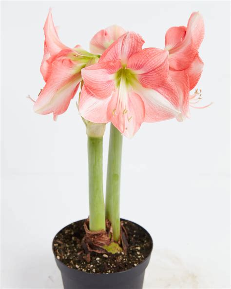 Planting Amaryllis Bulbs Indoors and in the Garden