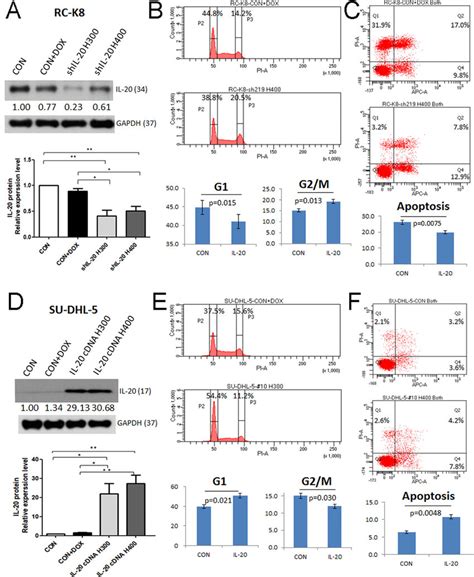 Knock Down Of Il Attenuated G Cell Cycle Arrest And Apoptosis Of