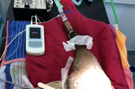 Sex Mad Dave The Duck Had Penis Removed After Mating 30 Plus Times A Day Devon Live