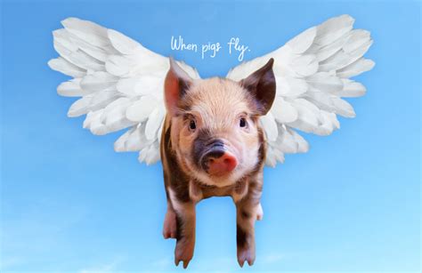 When Pigs Fly