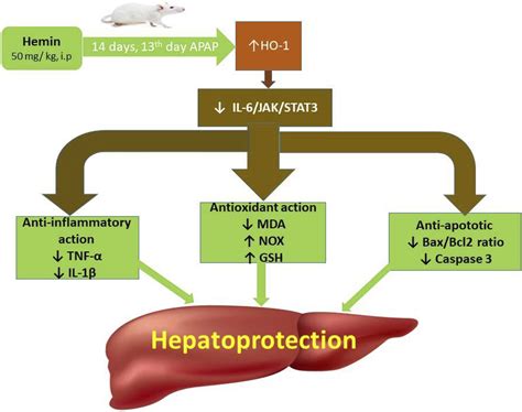 The Il Ho Stat Signaling Pathway Is Implicated In The Amelioration