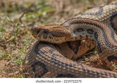 Veleno Di Vipera Russell