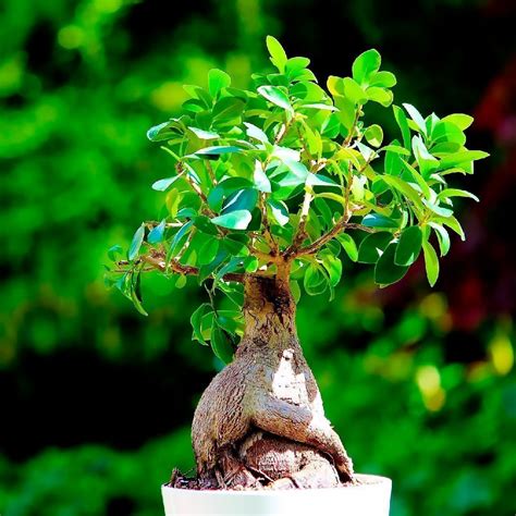 Семена Фикус Микрокарпа Бонсай, Семена, 30 шт. Цена от 385 руб ...