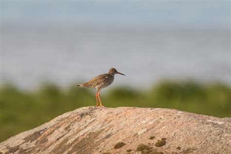 Premium Photo | Redshank sitting on a rock in its natural breeding ...