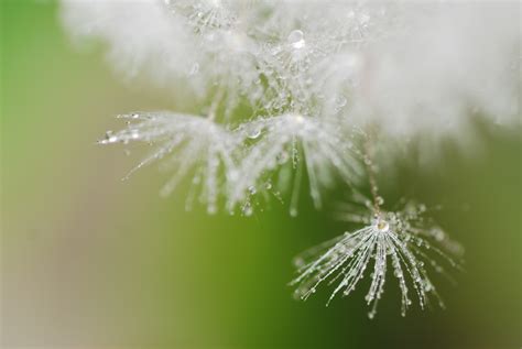 Kostenlose foto Wasser Natur Gras Ast Tau Pflanze Weiß