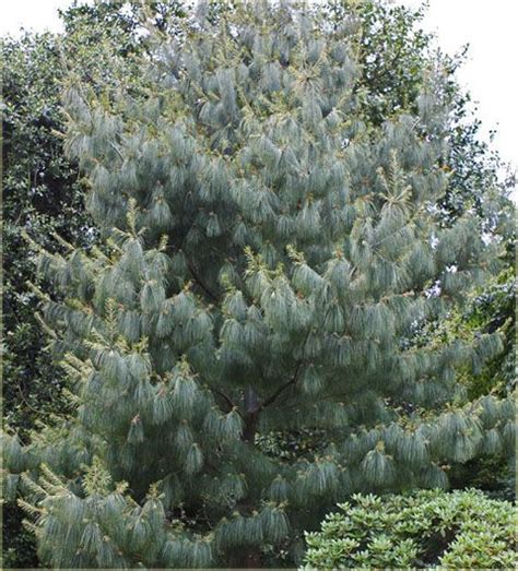 Sosna armanda Pinus armandii