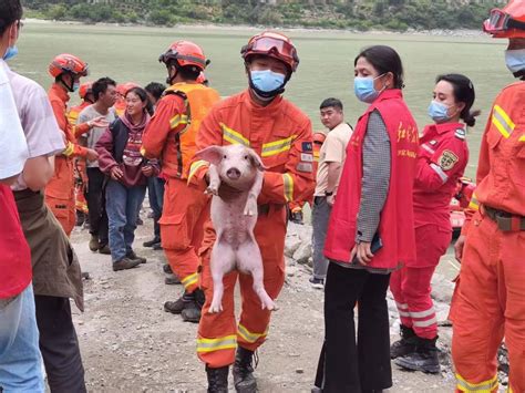 泸定地震中的“猪坚强”：从水上救援通道上游被冲下，消防员双手将其捞起 人员 伤员 四川