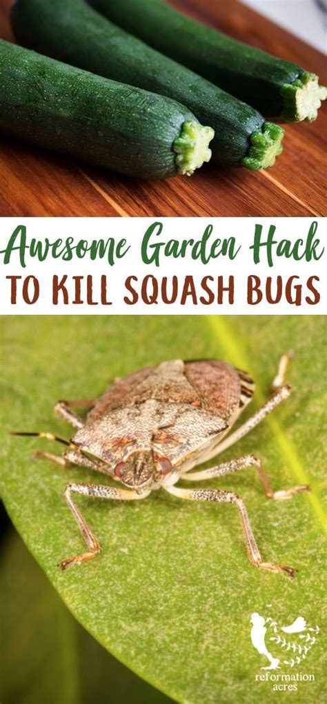 Want An Easy Cheap Way How To Kill Squash Bugs Their Nymphs Eggs