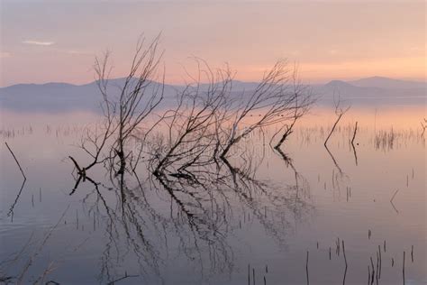 Branches In The Water Stock Image Image Of Water Pond 114476459