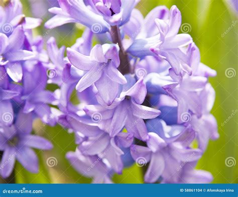 Blue Hyacinth Stock Photo Image Of Plant Flower Close 58861104