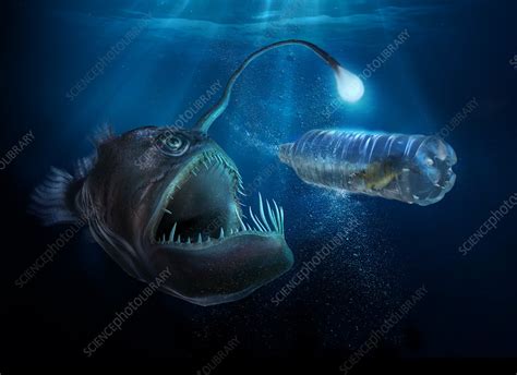 Scary deep sea fish with light examining fish - Stock Image - F032/5186 - Science Photo Library