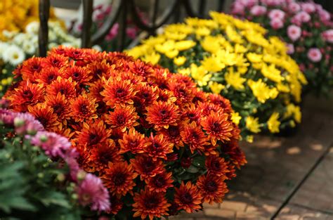 Container Chrysanthemums Experts Recommend Pot With At Least Cm