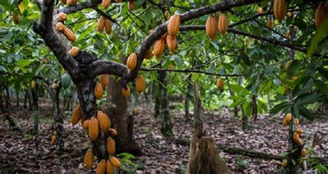 COCOBOD To Tackle Swollen Shoot Disease Citifmonline