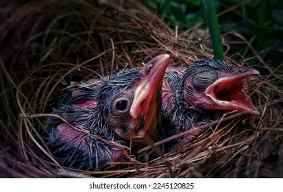 44,168 Baby Bird Food Images, Stock Photos & Vectors | Shutterstock