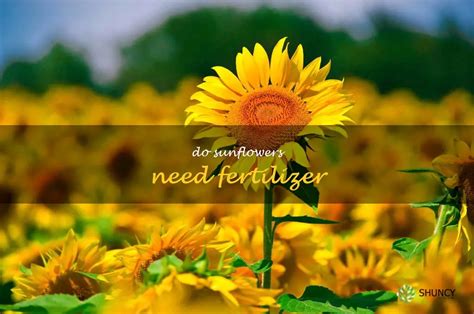 How To Keep Your Sunflowers Looking Their Best With Fertilizer Shuncy