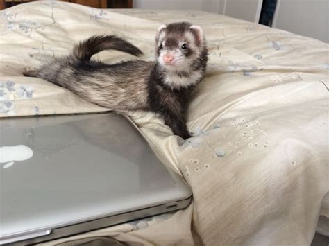 Pin By Rihan I Wong V On Hurones Funny Ferrets Ferret Pet Ferret