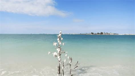 Shell Key named one of the "best secret beaches" in the US - That's So Tampa