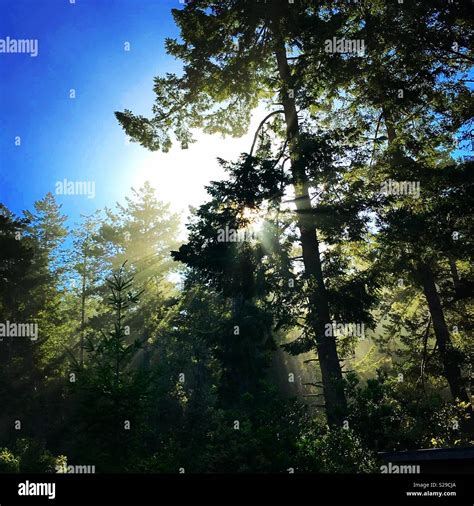 Sunlight through trees Stock Photo - Alamy