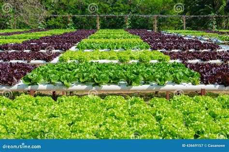 Organic Hydroponic Vegetable Cultivation Farm Stock Image Image Of