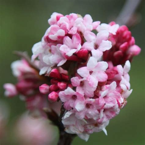 Viburnum X Bodnantense Dawn Arrowwood Plants