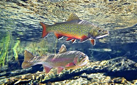 Brook And Rainbow Trout Salmon Species Brook Trout Brown Trout