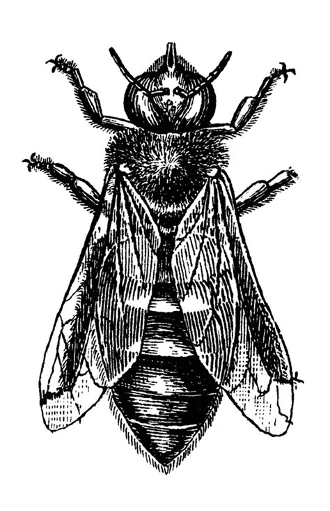 Insects Drone Bee Ndrone Honey Bee Wood Engraving 19th Century