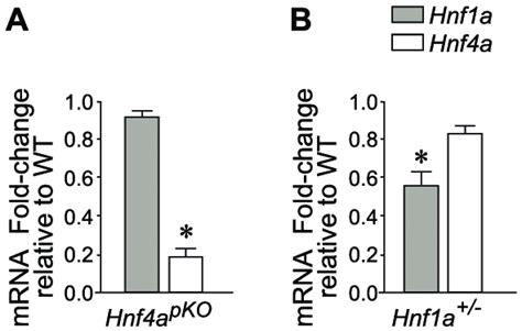 Hnf A And Hnf A Expression In Mutant Models A B Expression Of Hnf A