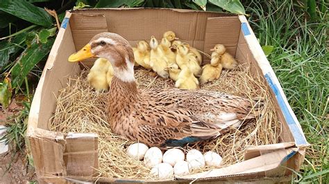 Amazing Pekin New Duckling Hatching From Eggs New Baby Duck After