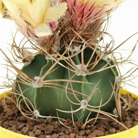 Astrophytum Capricorne 14 Cm Cactaceae Giromagi Vendita Piante Grasse